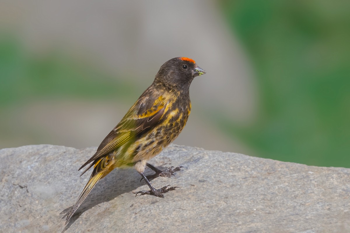 Fire-fronted Serin - ML479324701