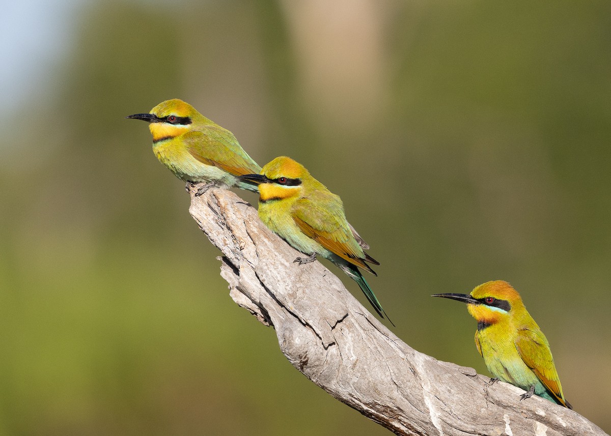 Rainbow Bee-eater - Martin Allen