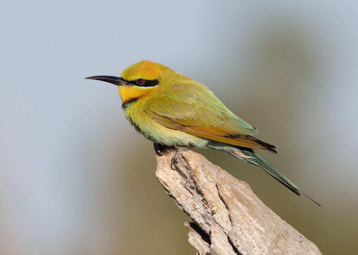 Rainbow Bee-eater - ML479327271