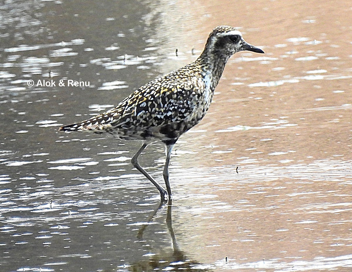 ML479329951 - Pacific Golden-Plover - Macaulay Library