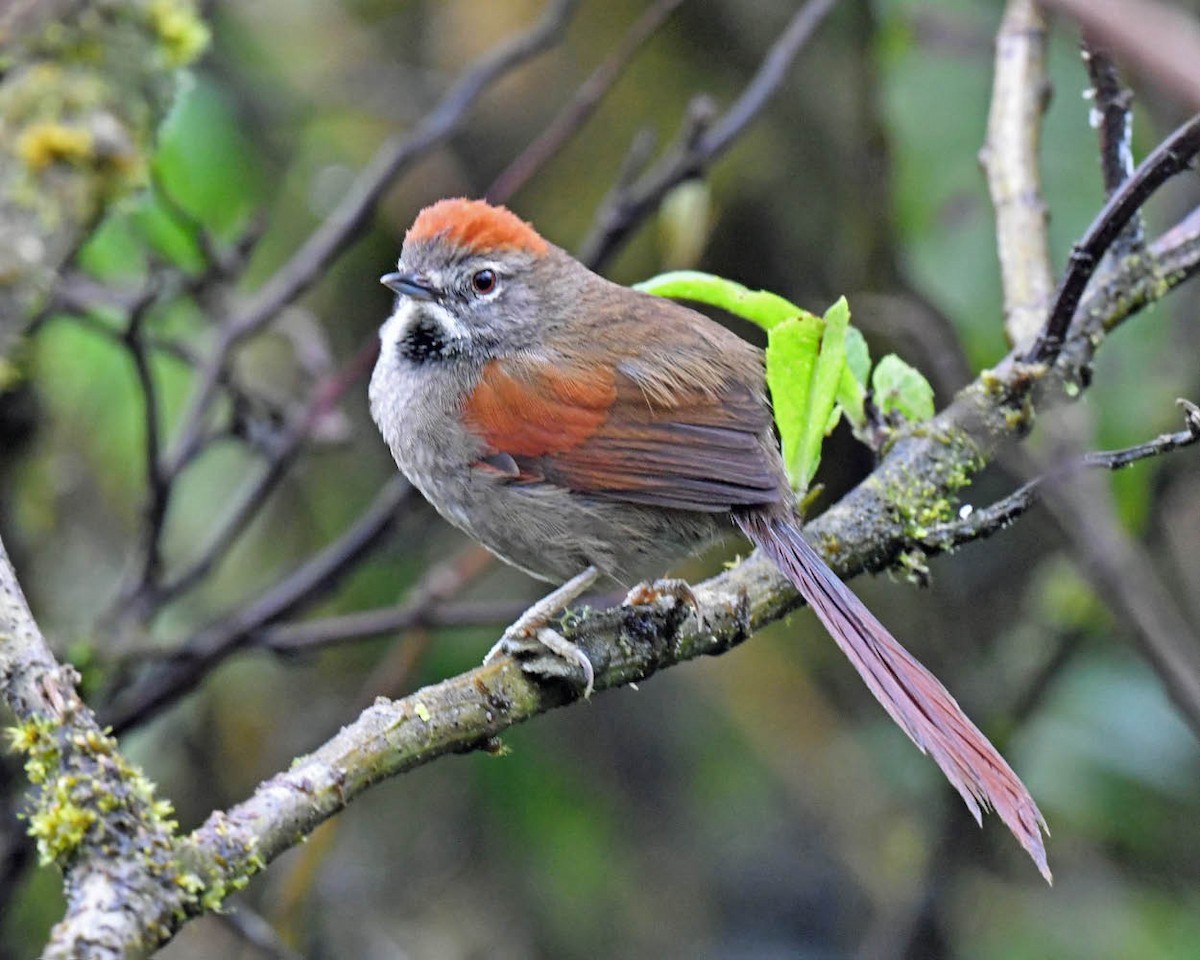 Sooty-fronted Spinetail - Tini & Jacob Wijpkema