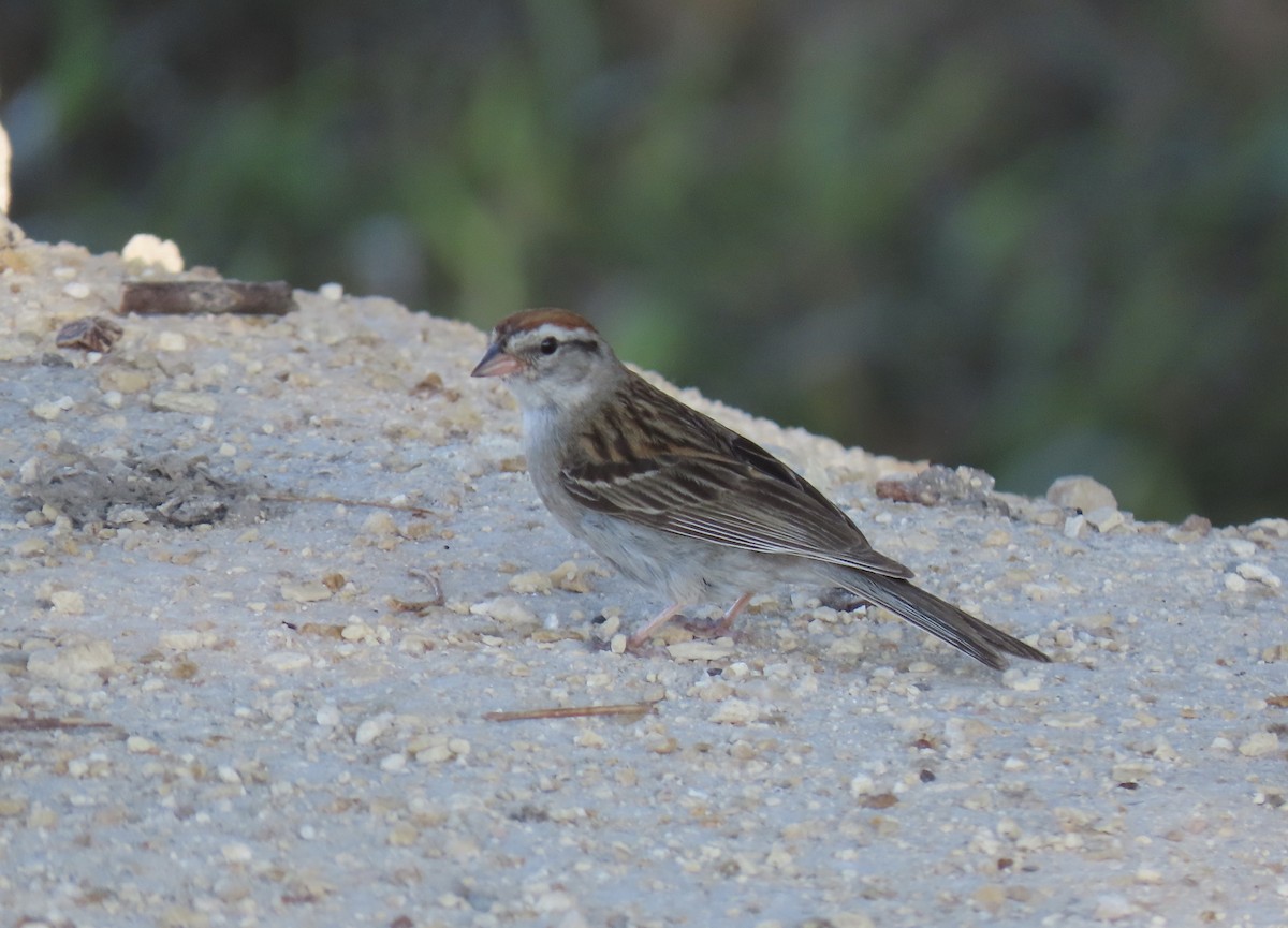 Chipping Sparrow - ML479336501