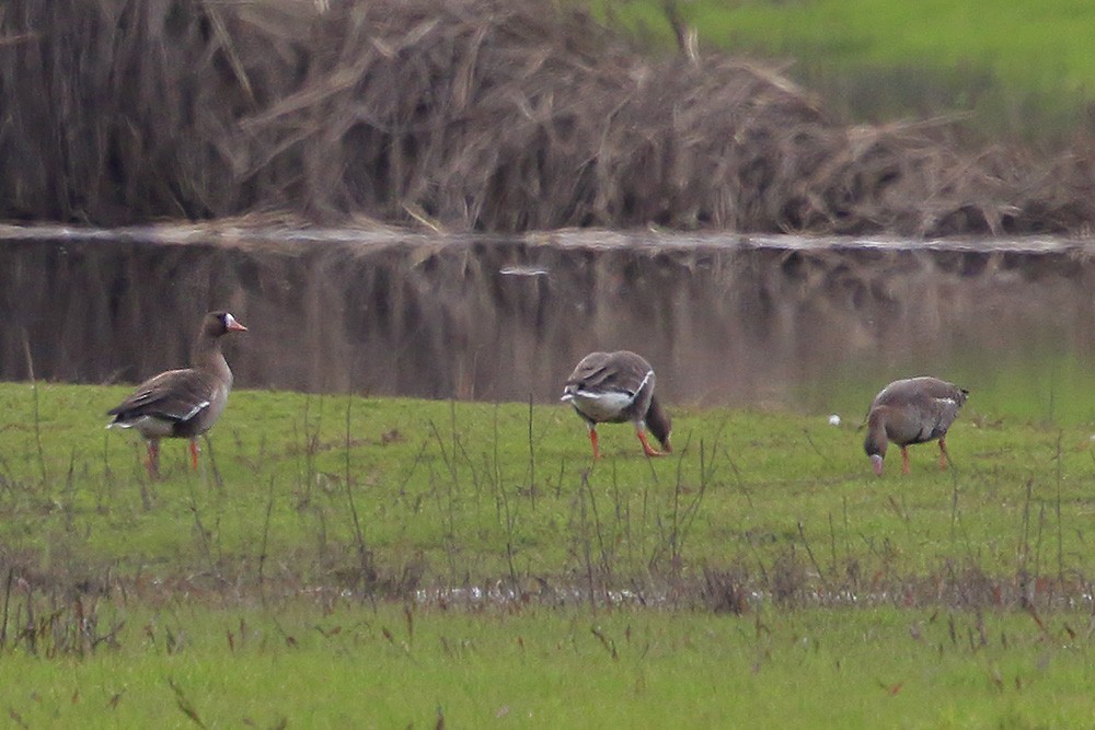 Greater White-fronted Goose - ML47934011