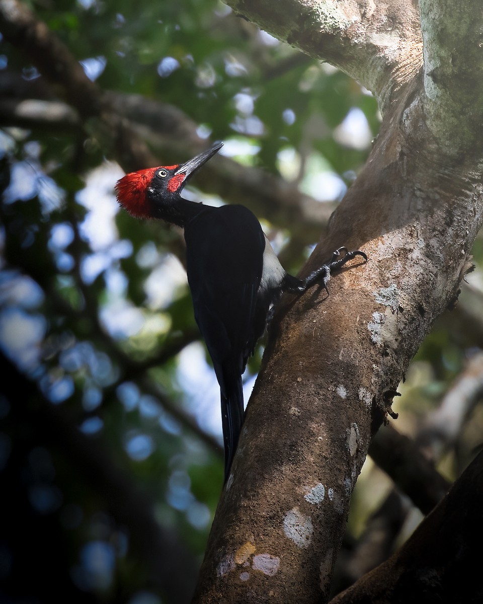 woodpecker sp. - Vinoth Chandar