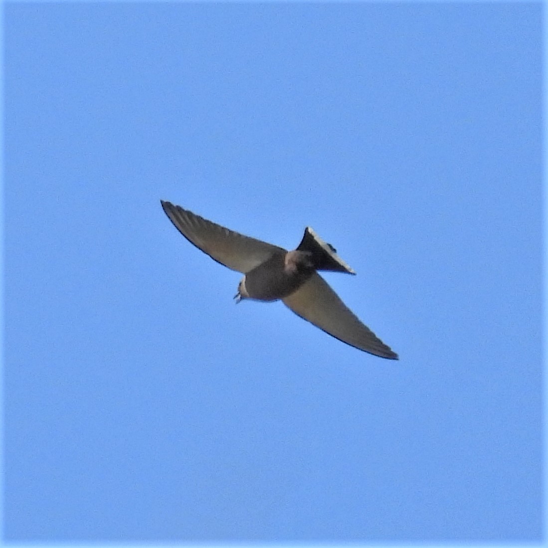 Dusky Woodswallow - Benedick Furniss