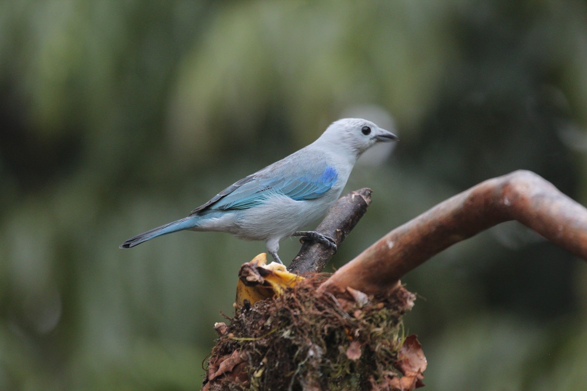 Blue-gray Tanager - ML479345331