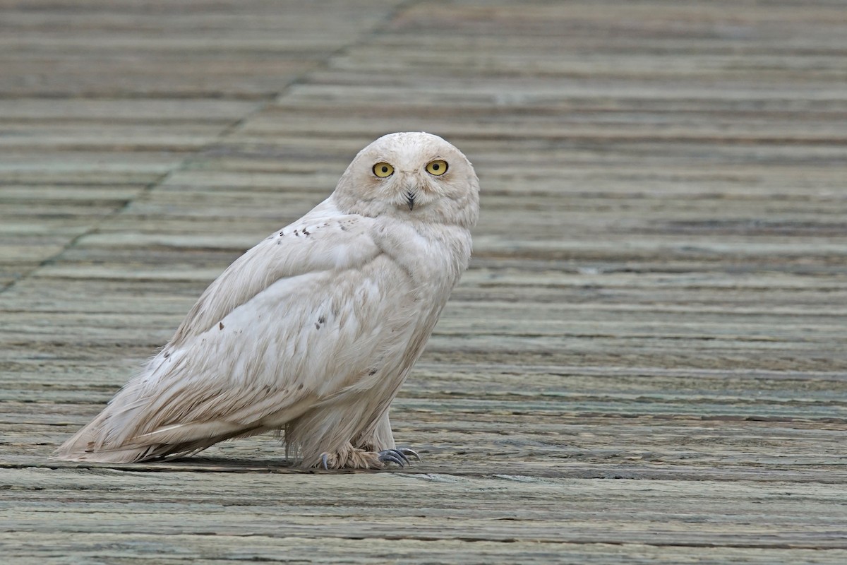 Snowy Owl - ML479350401
