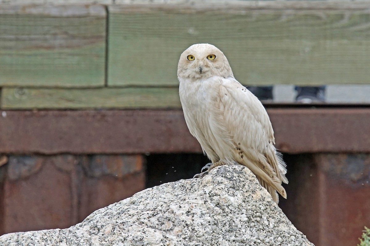 Snowy Owl - ML479350411