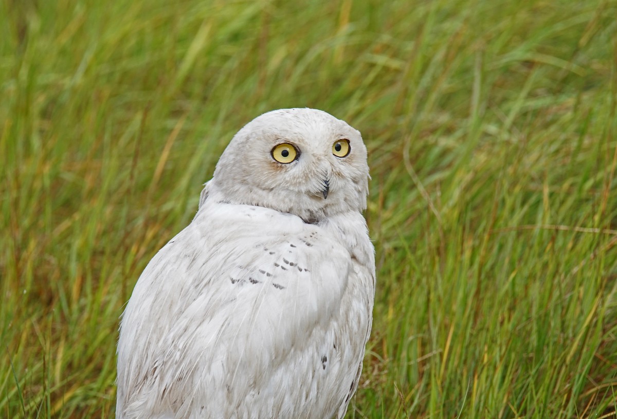 Snowy Owl - ML479351181