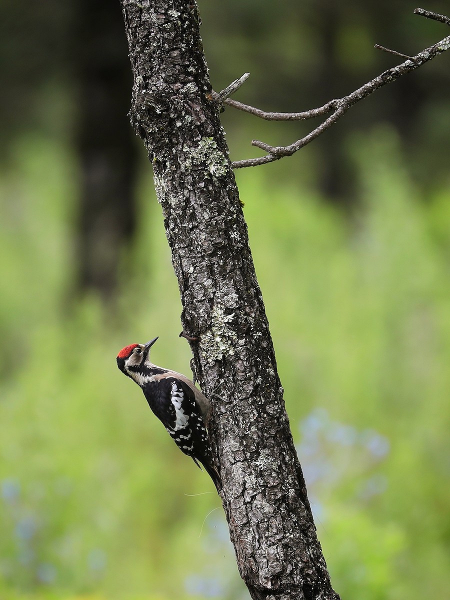 Great Spotted Woodpecker - ML479354951