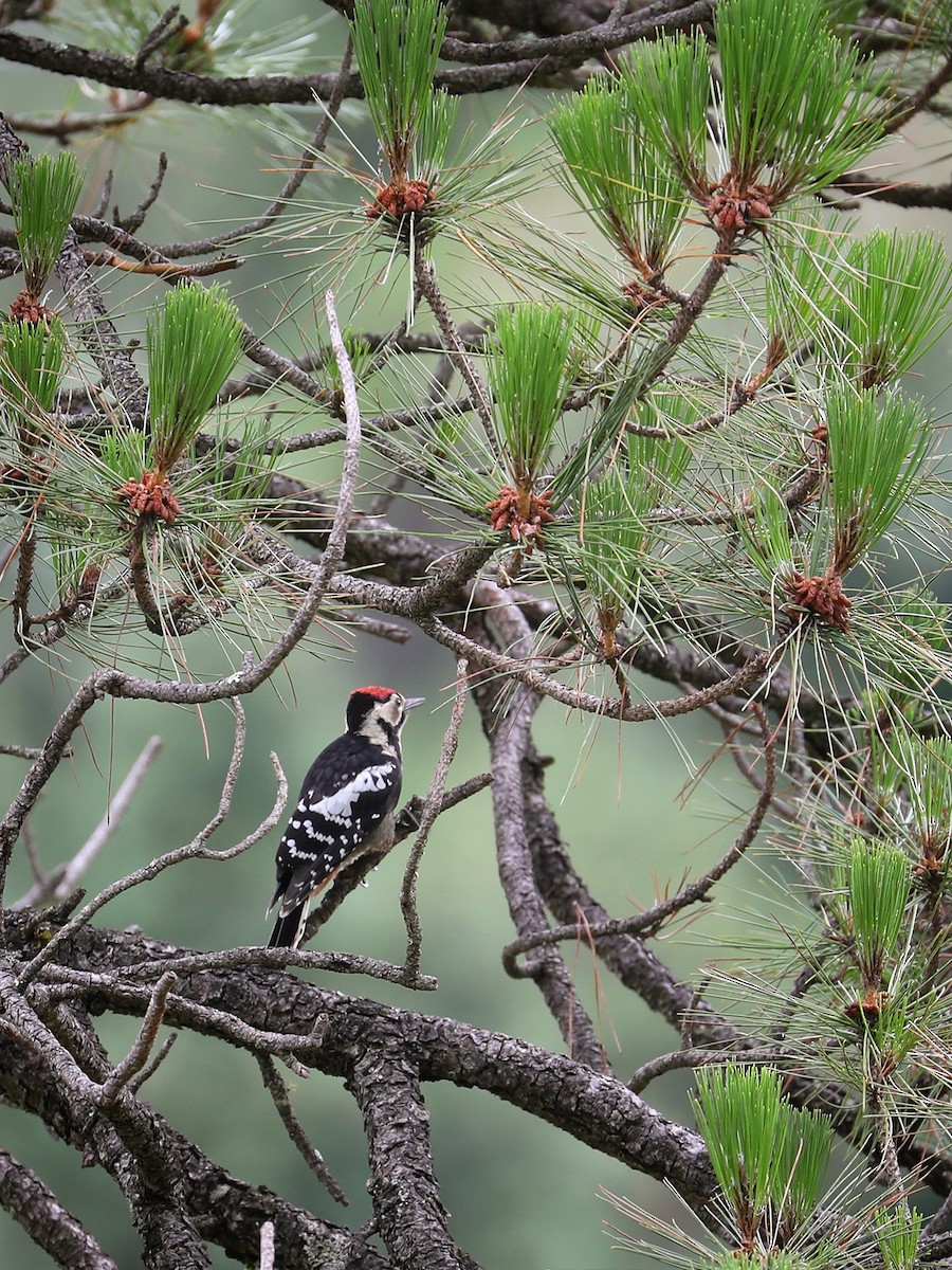 Great Spotted Woodpecker - ML479354971