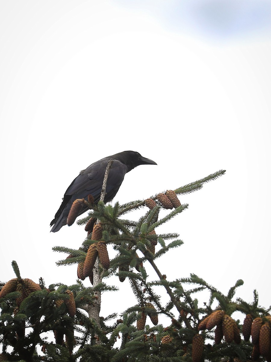 Large-billed Crow - Matthias Alberti