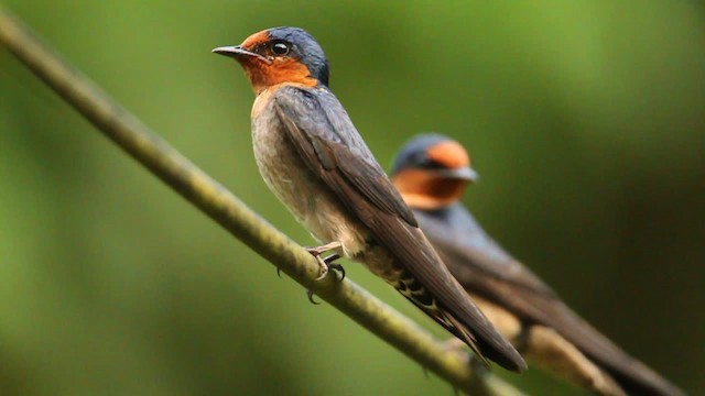 Pacific Swallow - ML479359