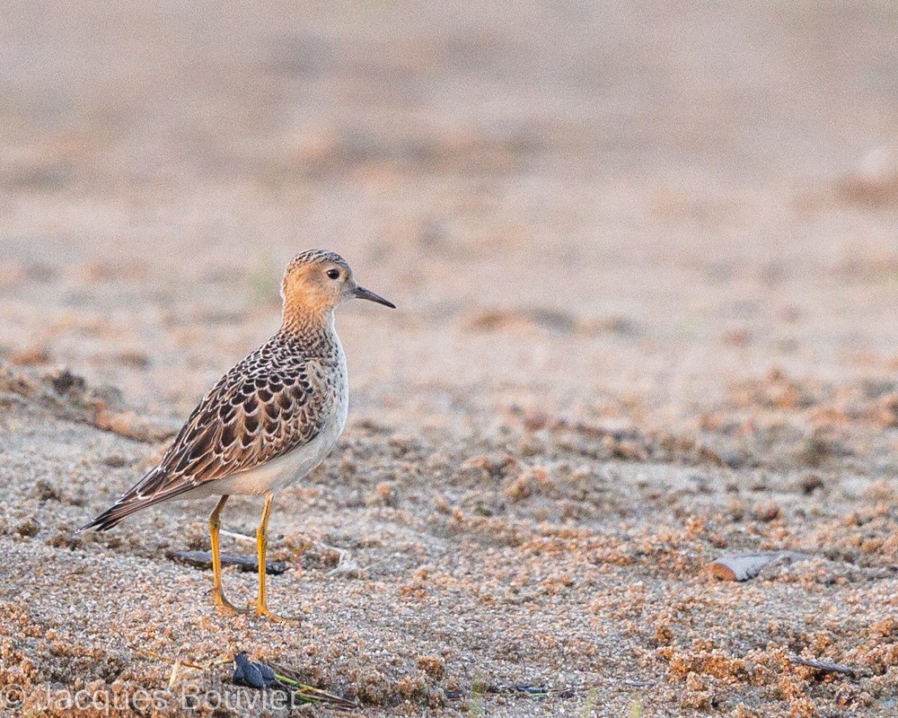 Buff-breasted Sandpiper - Jacques Bouvier