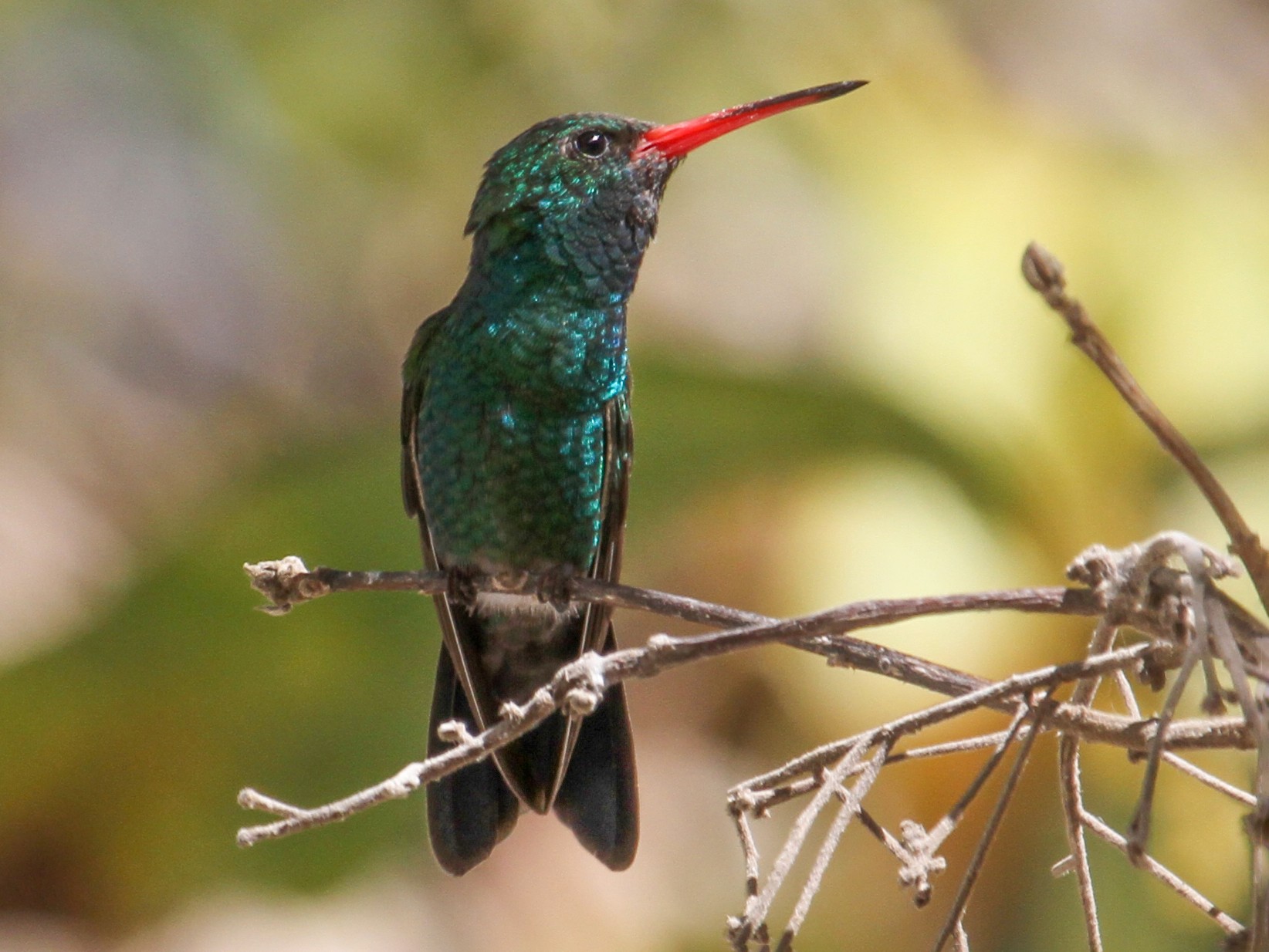 Tres Marias Hummingbird - Gabriel Tellez
