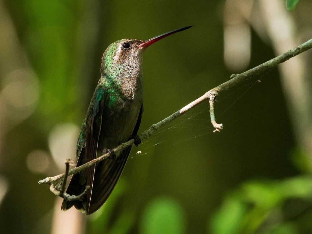 Tres Marias Hummingbird - Antonio Robles