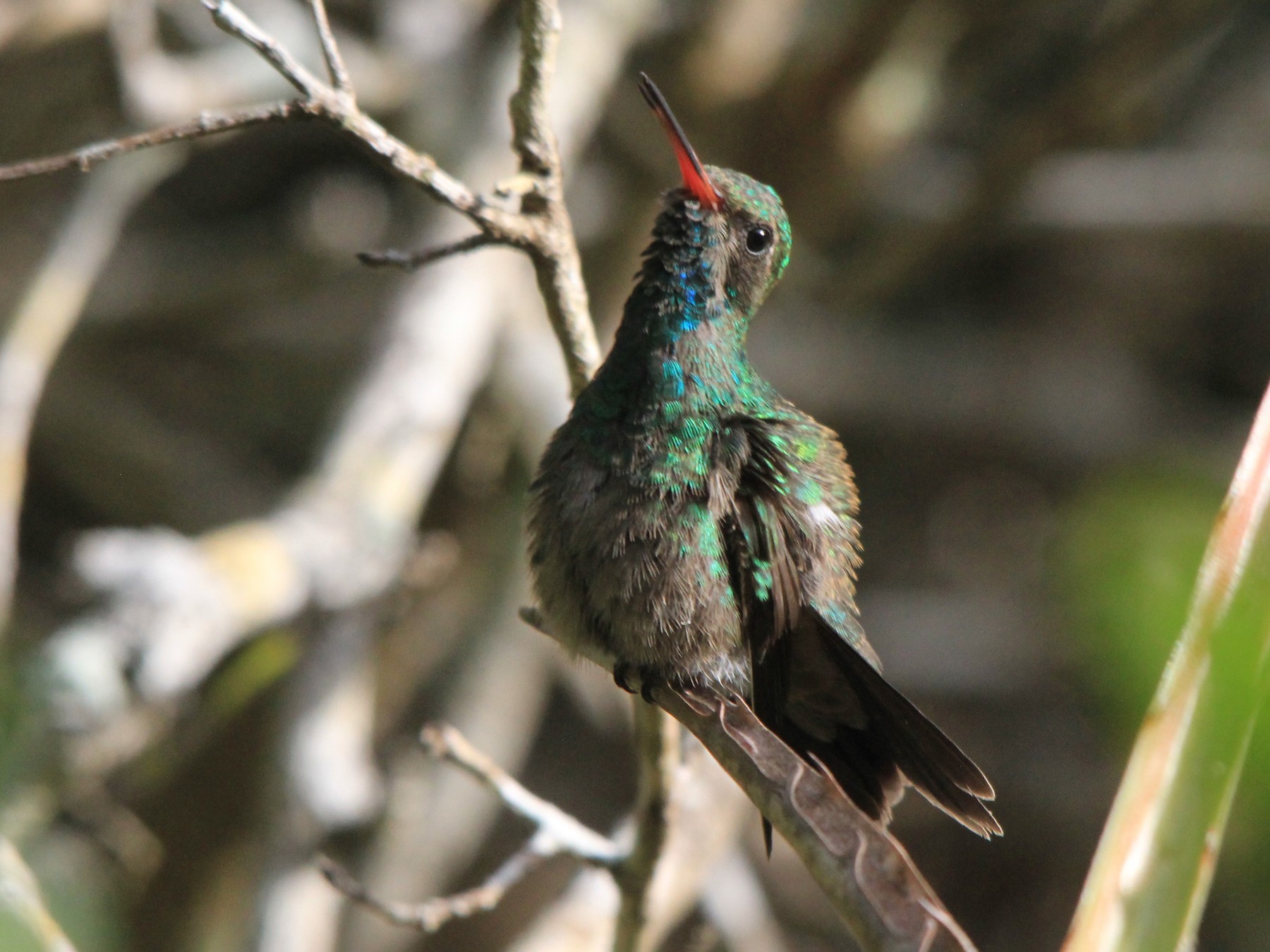 Tres Marias Hummingbird - Javier Cruz Nieto