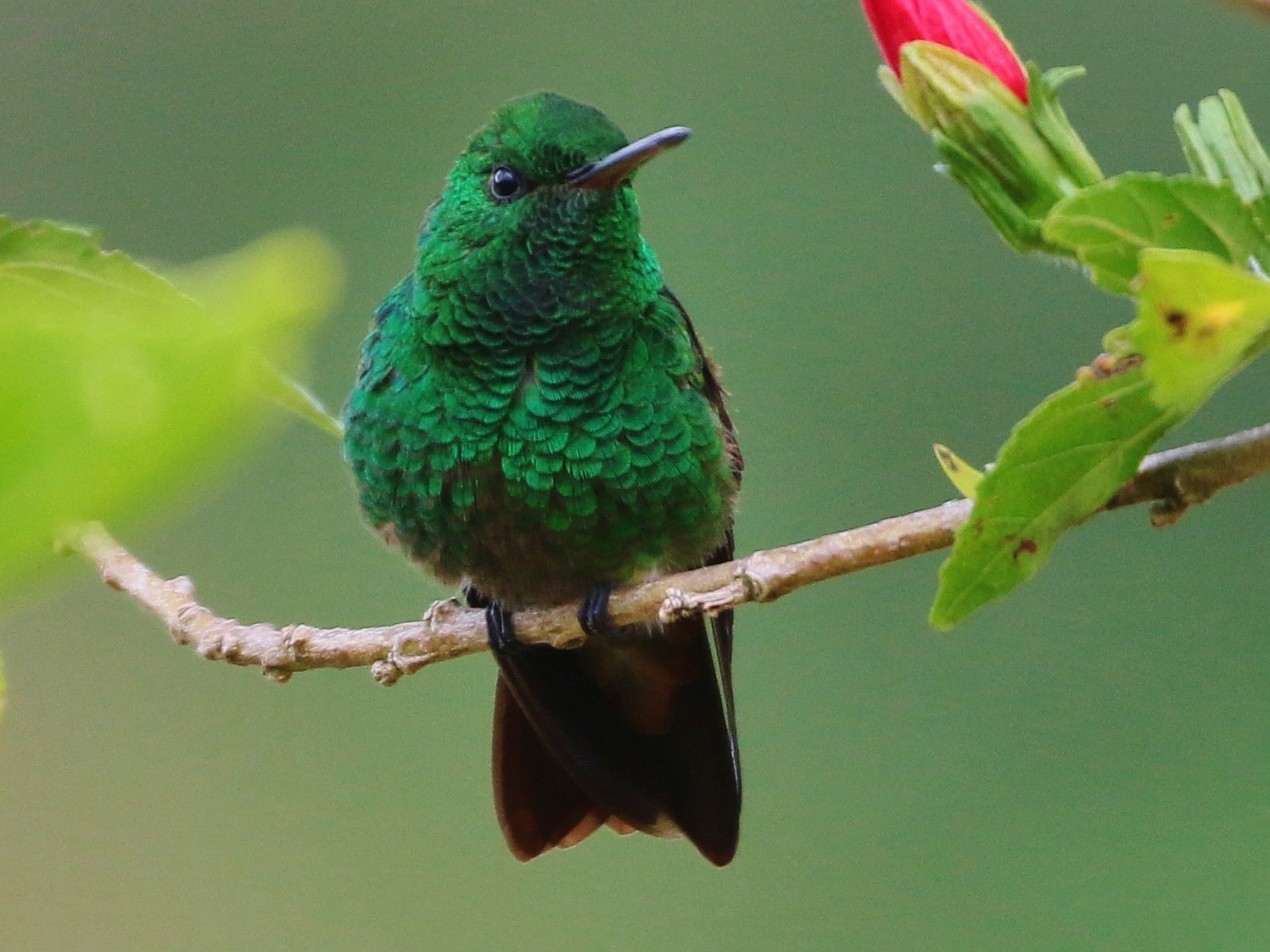 Green-bellied Hummingbird - Margareta Wieser