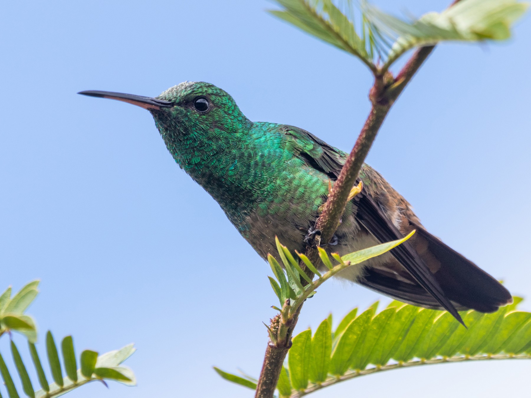 Green-bellied Hummingbird - Jhonathan Miranda