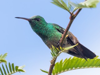 成鳥 - Jhonathan Miranda - Wandering Venezuela Birding Expeditions - ML479366961