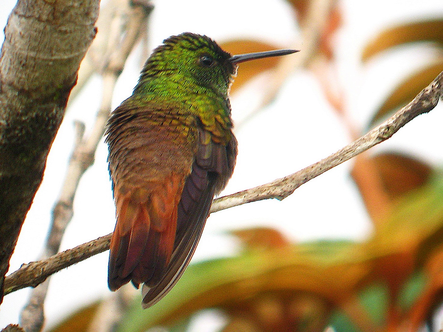 Copper-tailed Hummingbird - David Ascanio