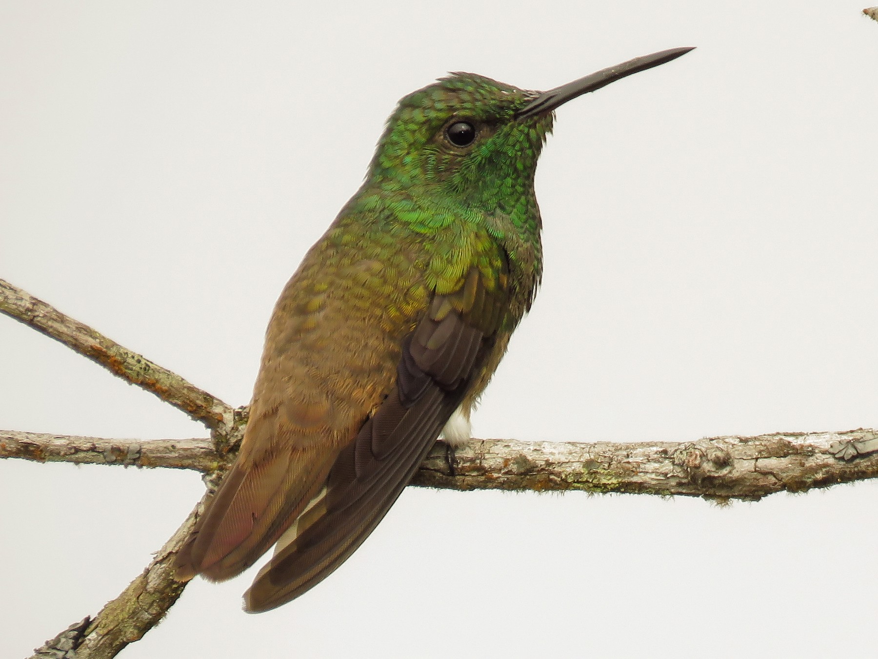 Copper-tailed Hummingbird - Arthur Gomes