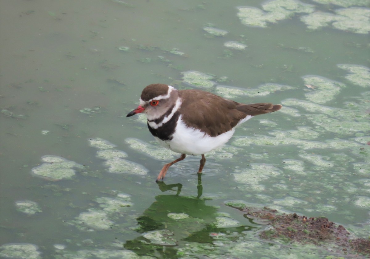 Three-banded Plover - ML479369601