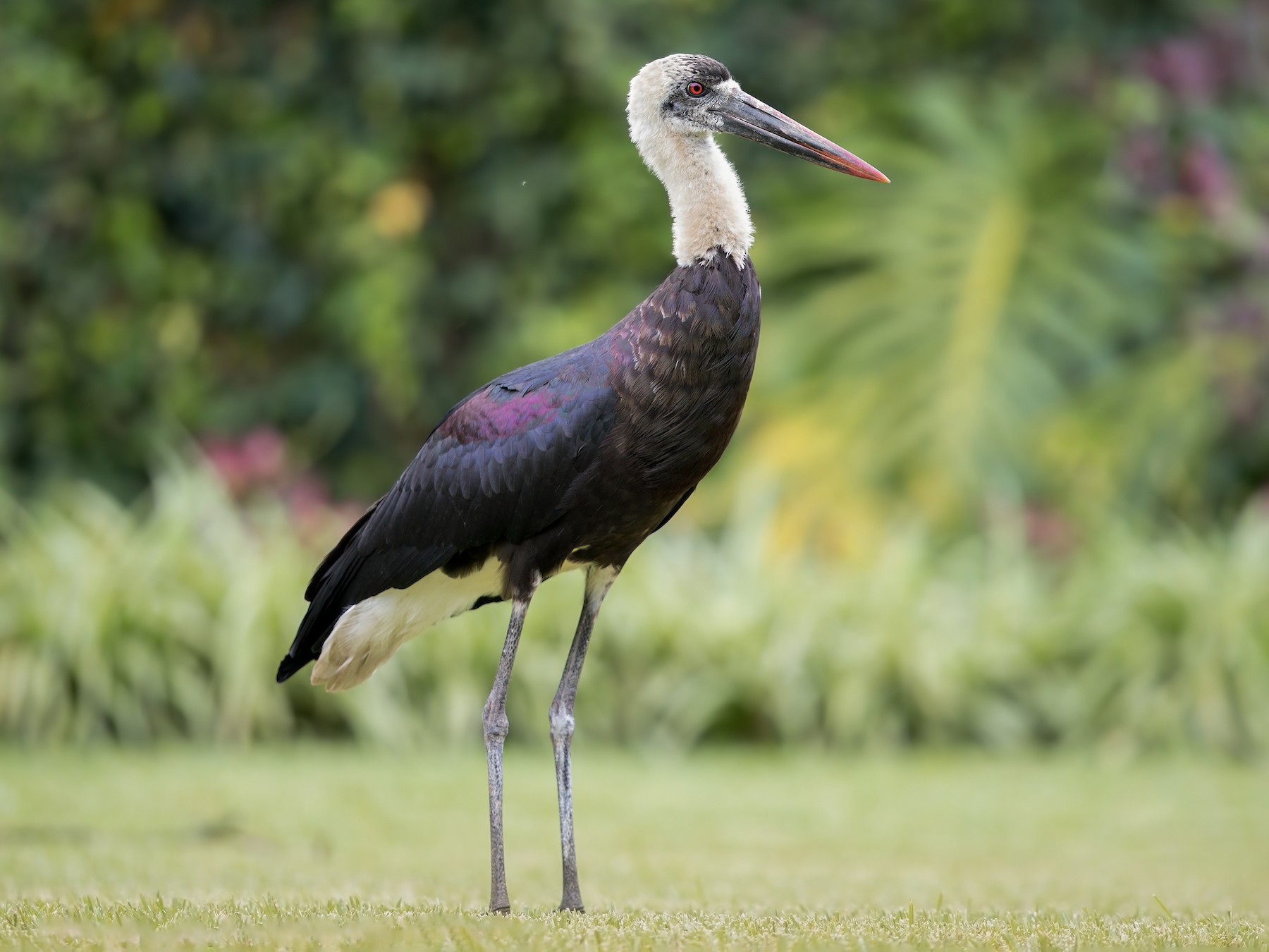 African Woolly-necked Stork - Marco Valentini