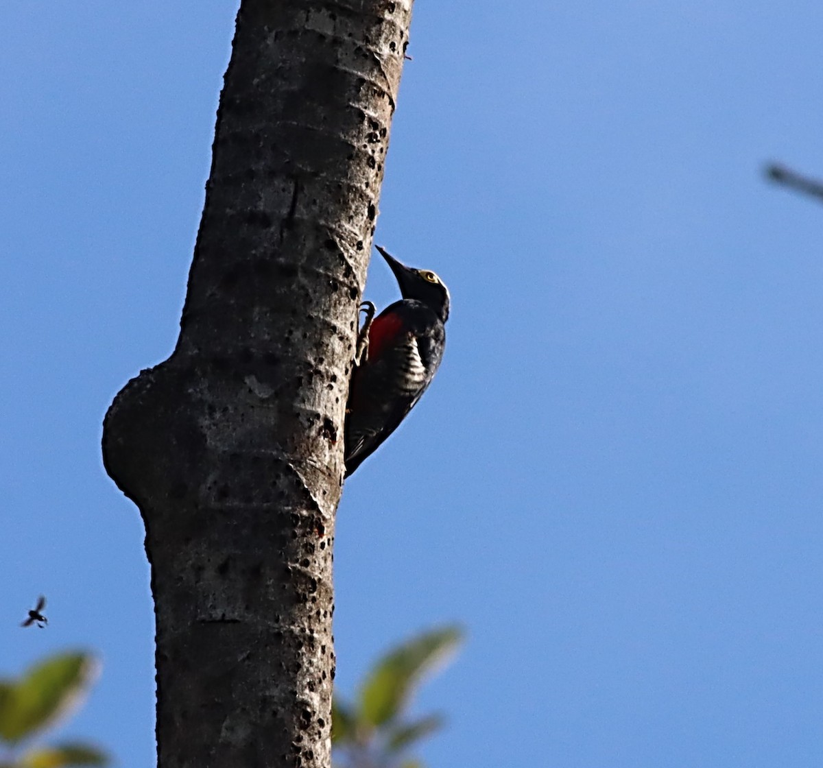 Yellow-tufted Woodpecker - ML479371511
