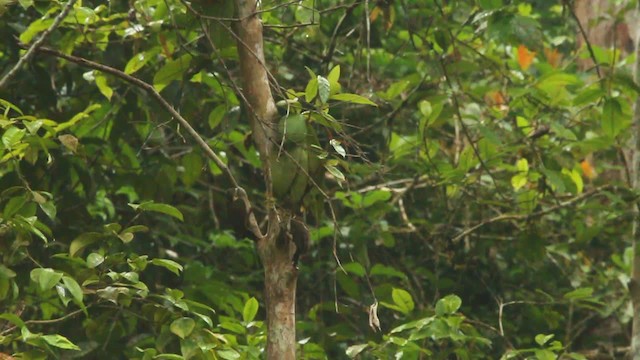 Buff-necked Woodpecker - ML479372