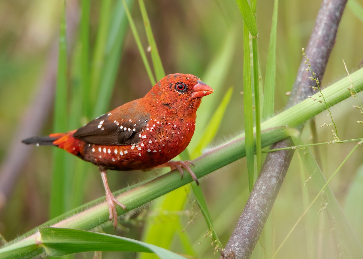 Red Avadavat (Red-bellied) - ML479372531