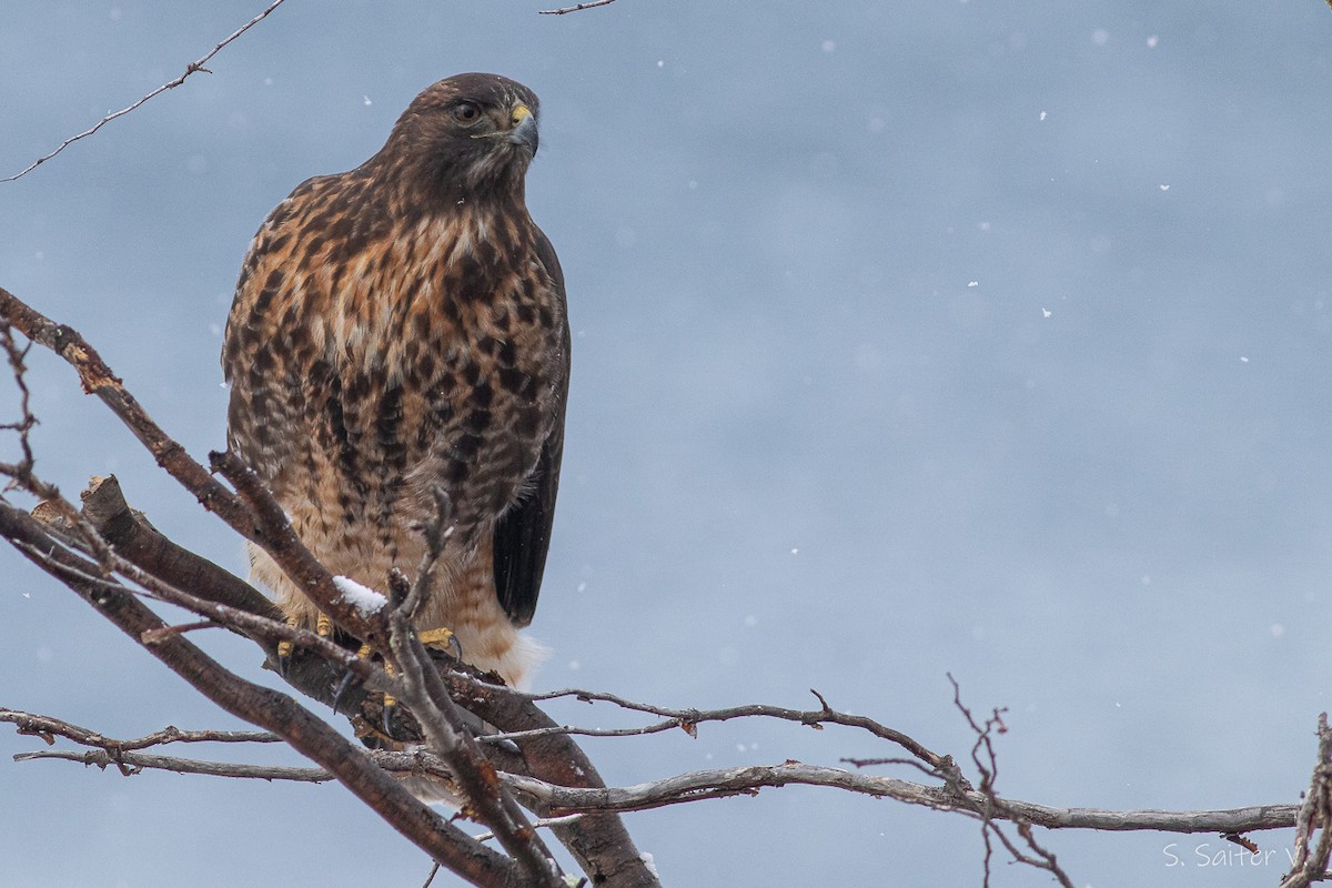 Rufous-tailed Hawk - Sebastián Saiter Villagrán