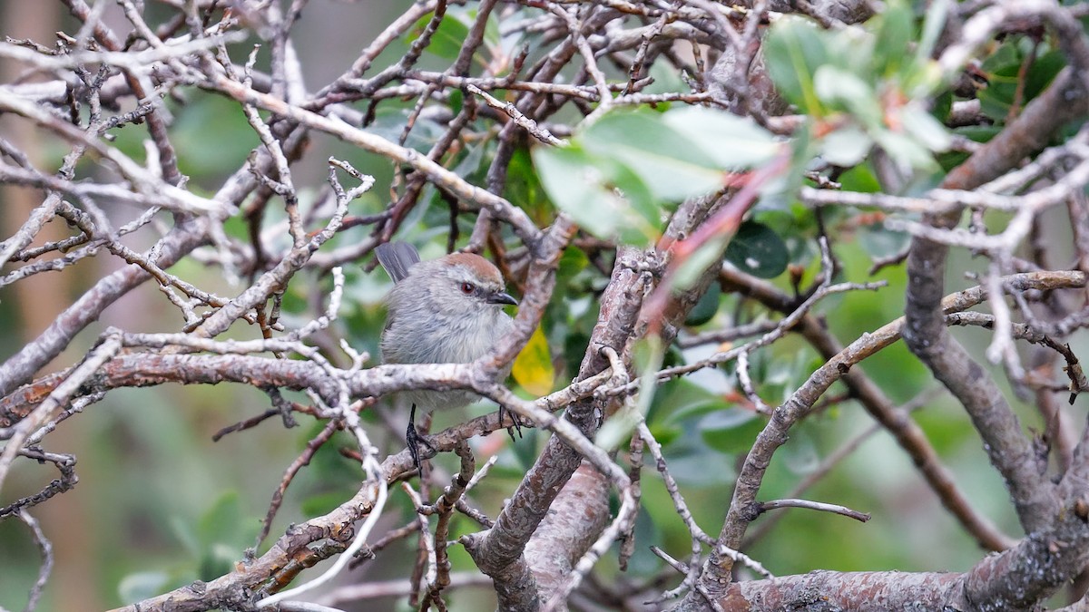 White-browed Tit-Warbler - Mengshuai Ge