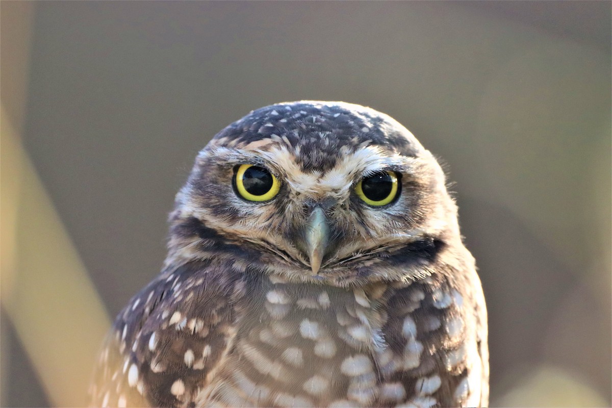 Burrowing Owl - ML479388761