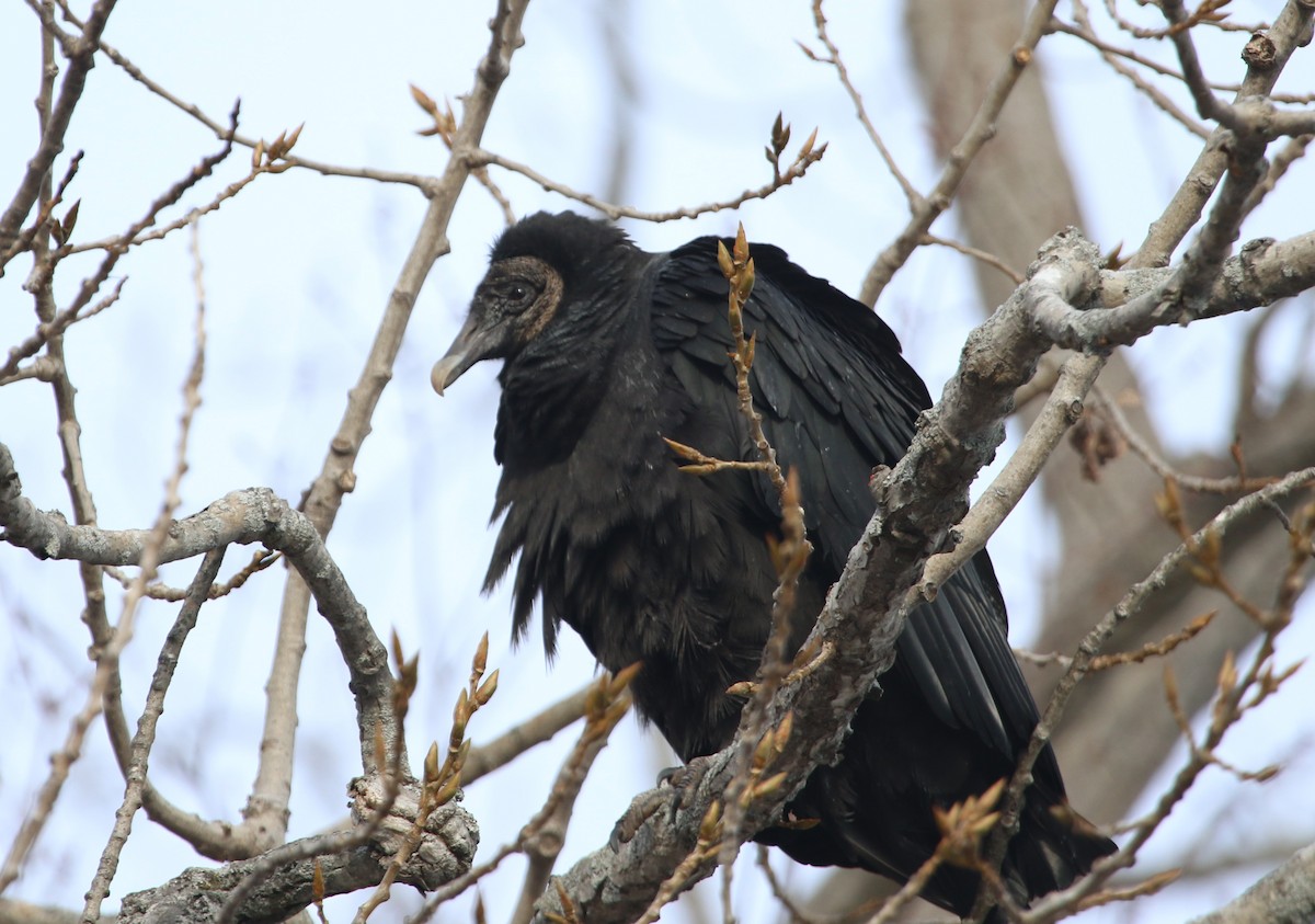 Black Vulture - maggie peretto
