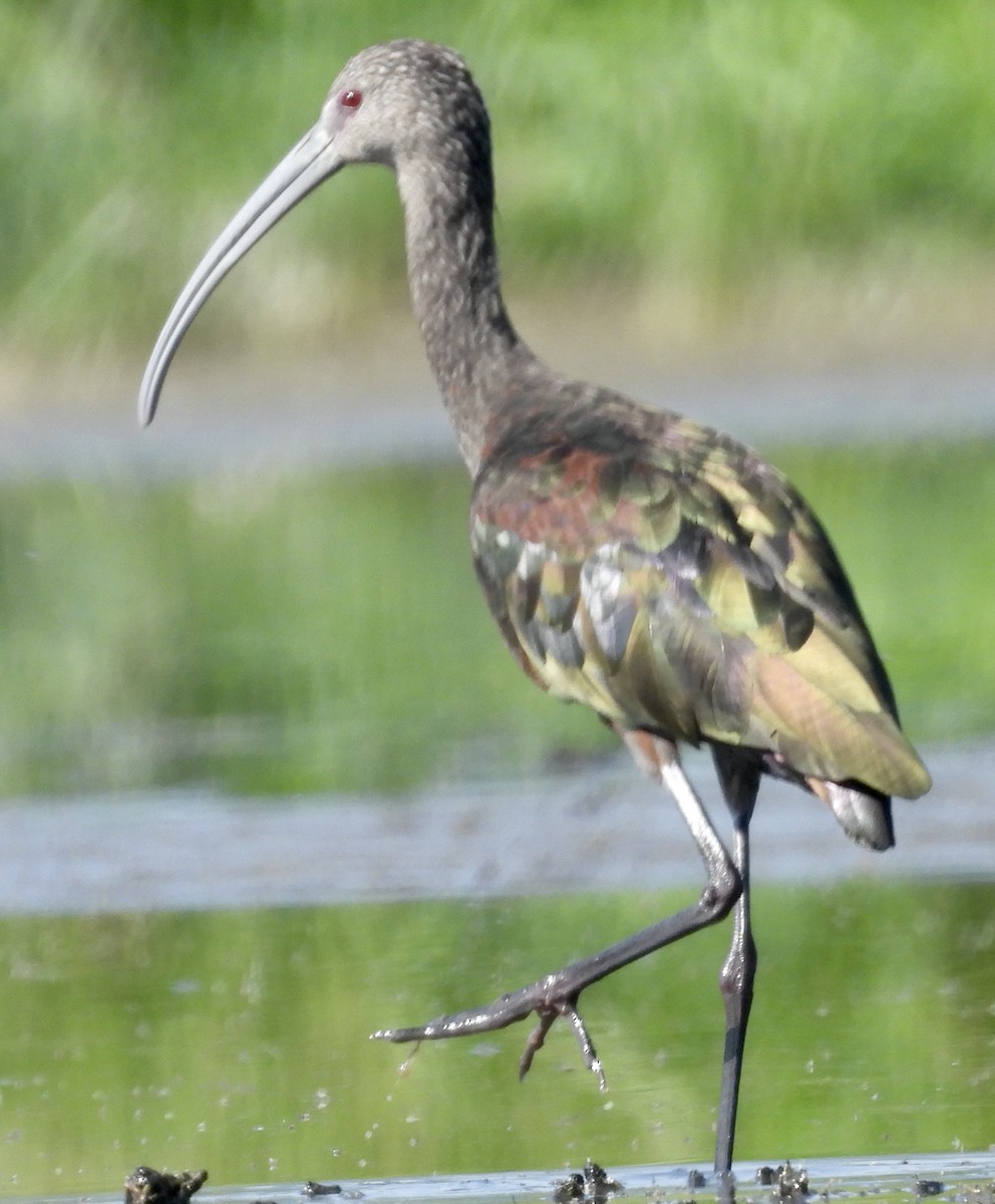 ibis americký - ML479393901