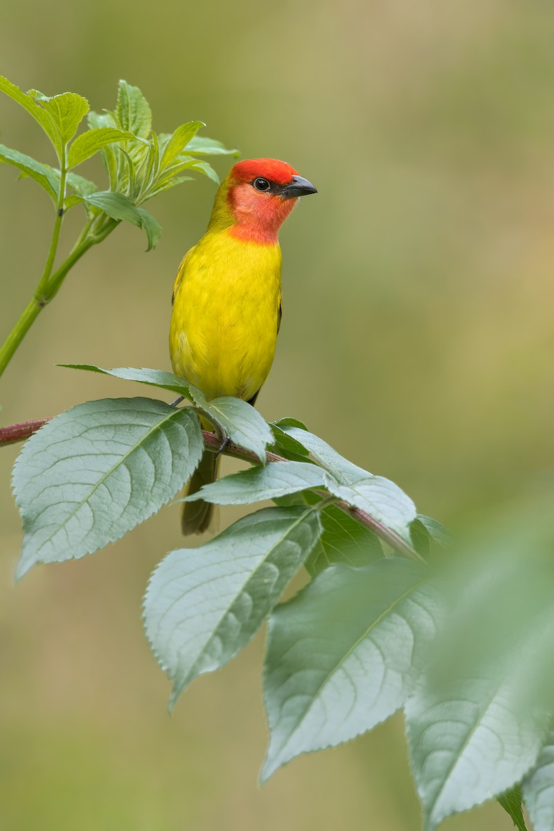 Red-headed Tanager - ML479396721
