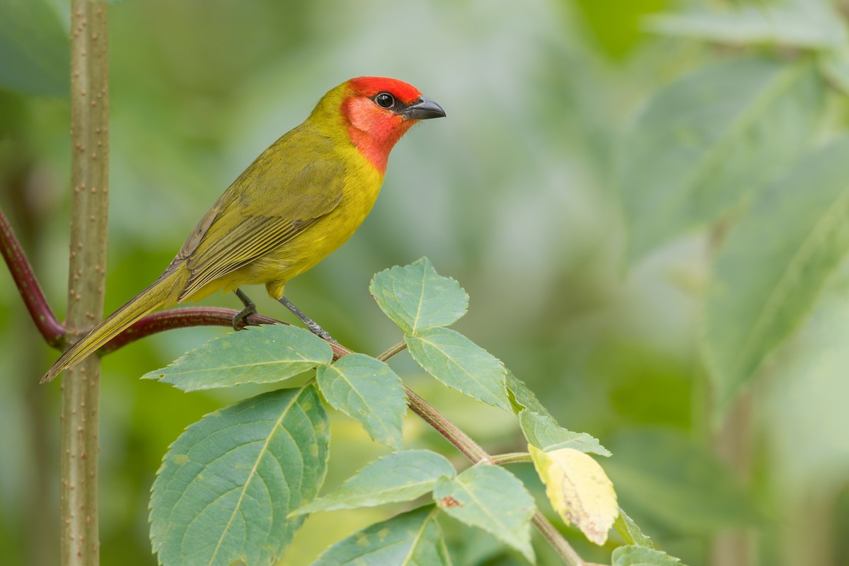 Red-headed Tanager - ML479396751