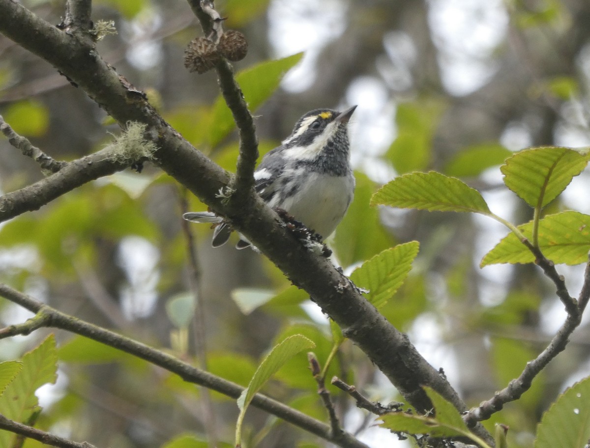 Black-throated Gray Warbler - ML479405091