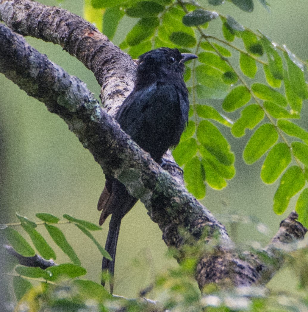 Square-tailed Drongo-Cuckoo - ML479412651
