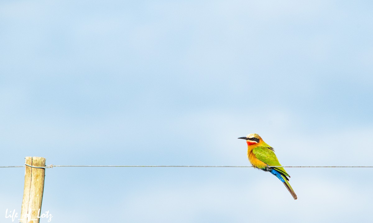 White-fronted Bee-eater - ML479414261
