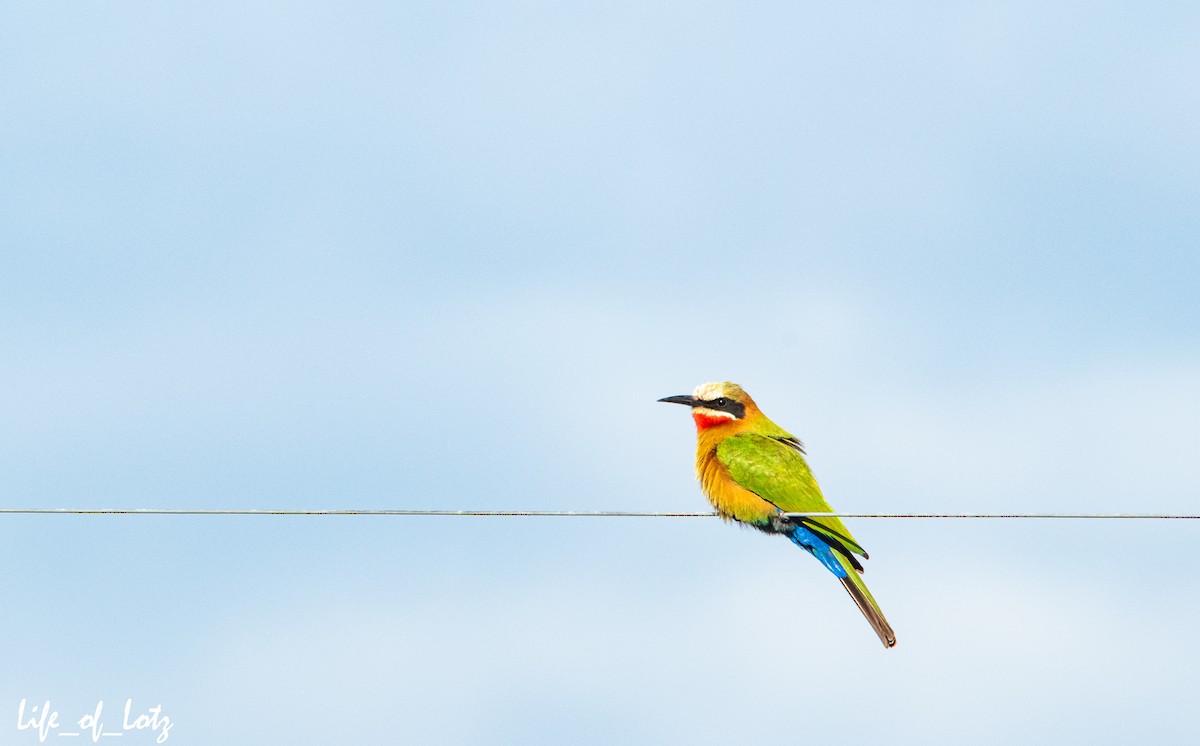 White-fronted Bee-eater - Kyle Lotz
