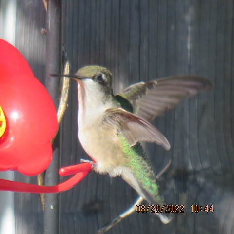 Ruby-throated Hummingbird - ML479414671