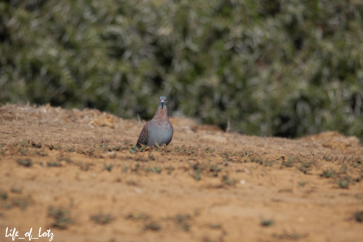 Speckled Pigeon - ML479414711
