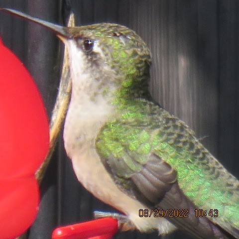 Ruby-throated Hummingbird - ML479414861