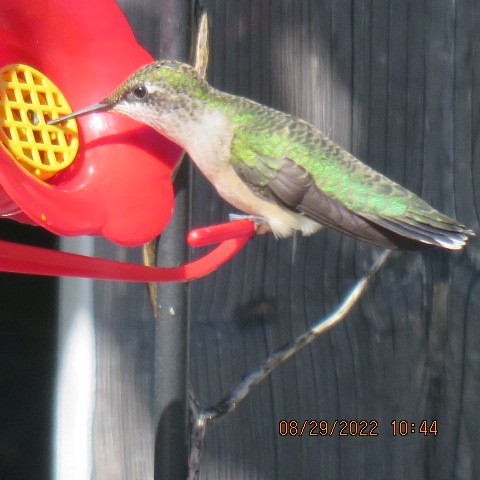 Ruby-throated Hummingbird - Bob Luterbach