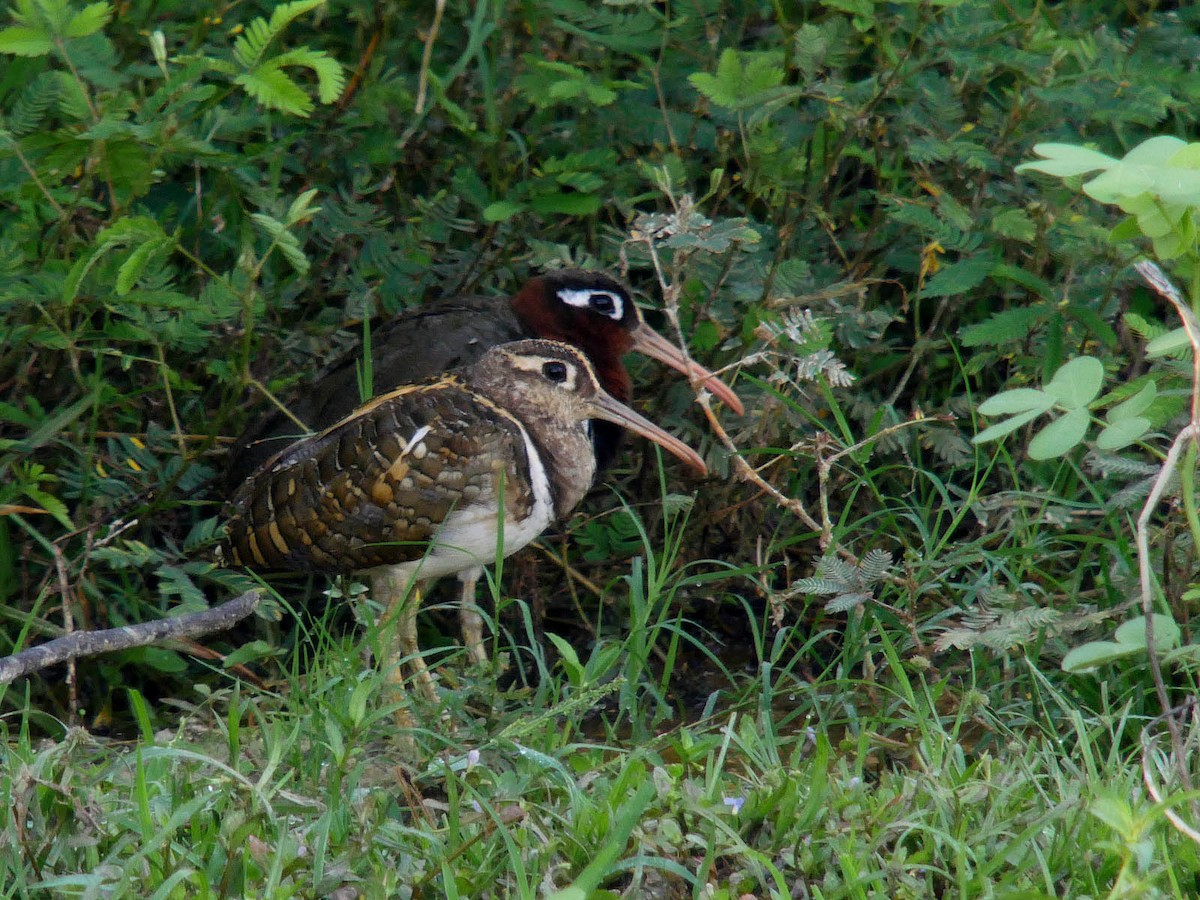 Greater Painted-Snipe - ML47941521