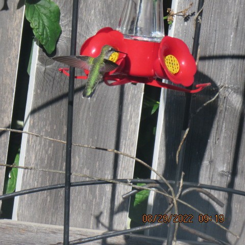 Ruby-throated Hummingbird - ML479415721