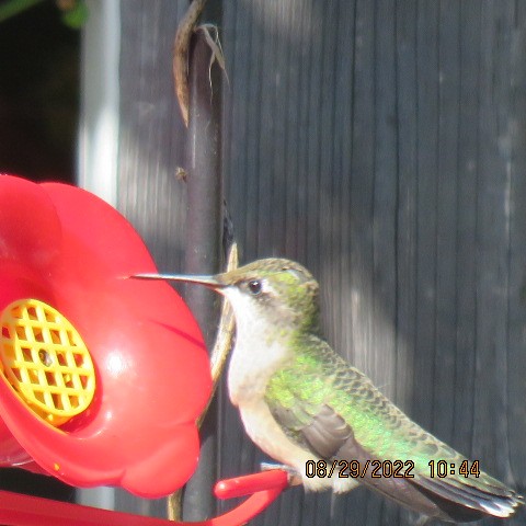 Ruby-throated Hummingbird - ML479416771