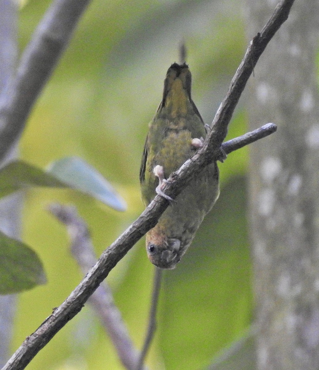 Buff-faced Pygmy-Parrot - ML479419101